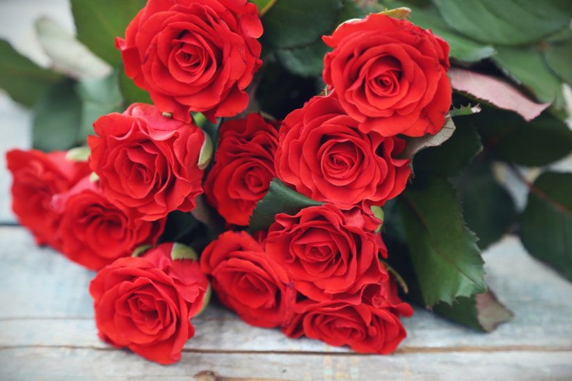 La rose rouge : l'emblème de la passion La rose rouge : l'emblème de la passion