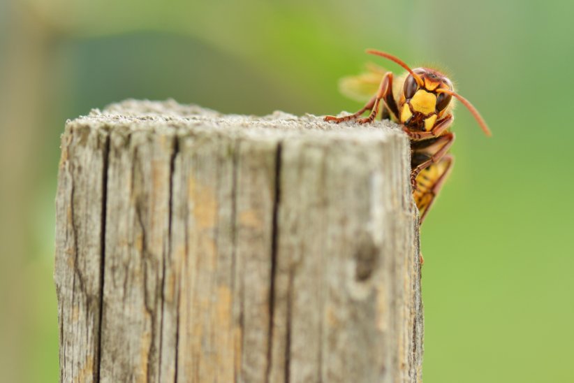Lutter contre les frelons asiatiques Lutter contre les frelons asiatiques