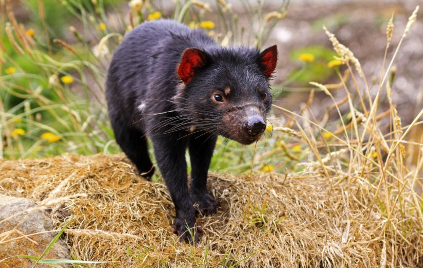 Le diable de Tasmanie Le diable de Tasmanie
