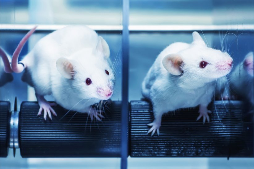 Des souris infectées guéries Des souris infectées guéries