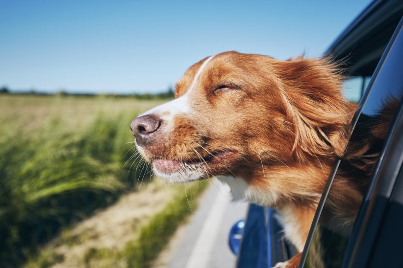 Limiter les déplacements en voiture Limiter les déplacements en voiture