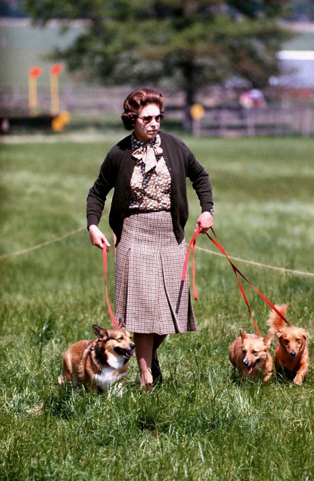 La reine Elizabeth II : ses chiens mènent une vie de château La reine Elizabeth II : ses chiens mènent une vie de château