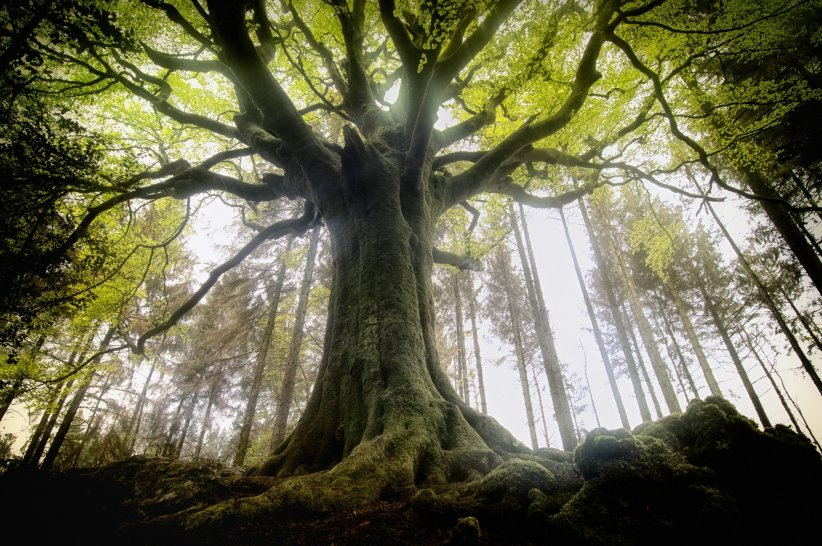 Pénétrer les mystères de la forêt de Brocéliande Pénétrer les mystères de la forêt de Brocéliande