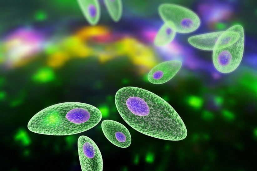 Le toxoplasma gondii Le toxoplasma gondii