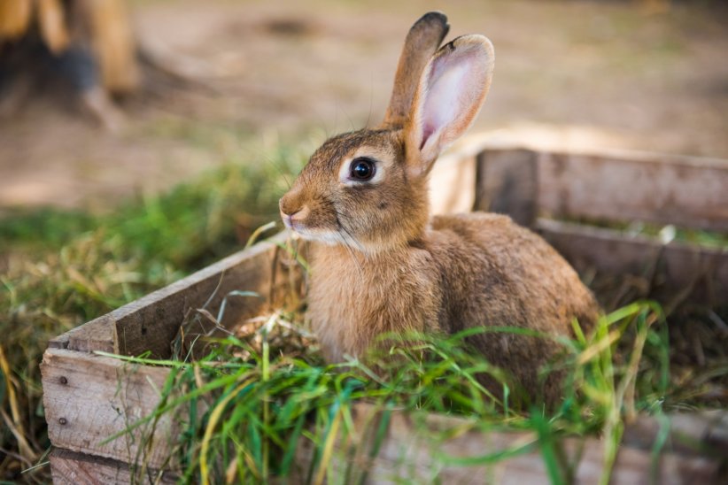 La proximité avec les animaux La proximité avec les animaux