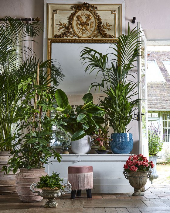 Des plantes Des plantes