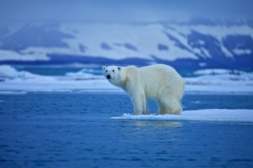 De nombreuses espèces animales sont en voie d'extinction De nombreuses espèces animales sont en voie d'extinction