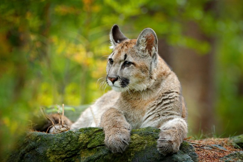 Le puma de l'Est américain Le puma de l'Est américain