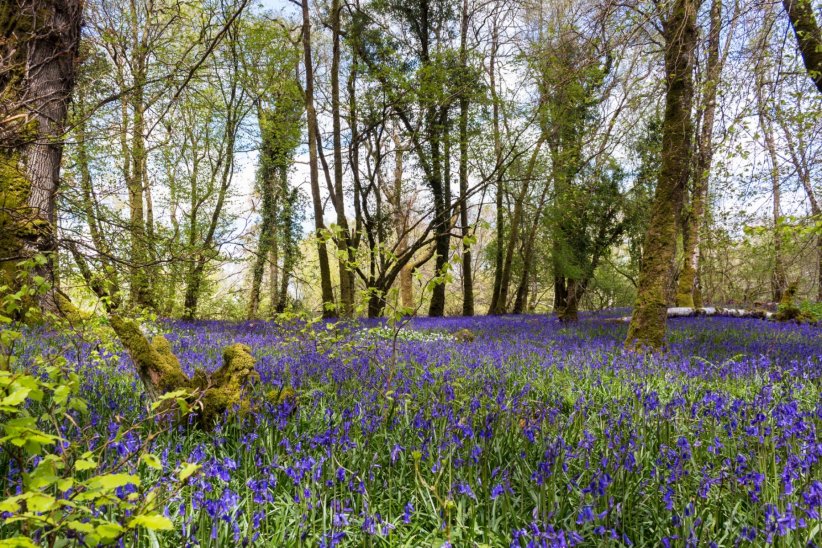 Le parc national de Killarney : une vue imprenable sur les terres d'Irlande Le parc national de Killarney : une vue imprenable sur les terres d'Irlande