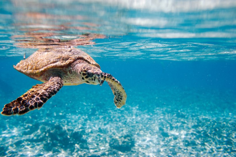 La tortue marine La tortue marine