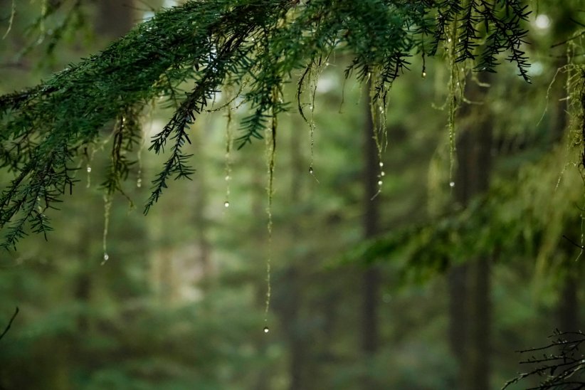 Elles limitent les catastrophes naturelles Elles limitent les catastrophes naturelles