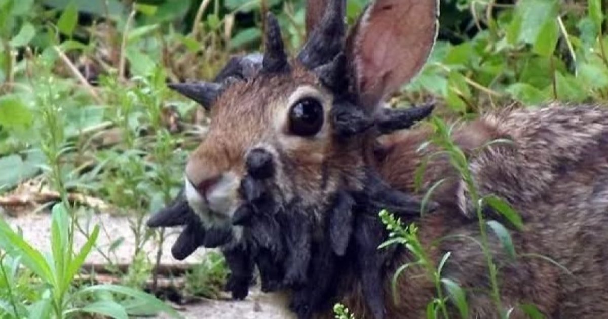 Colorado Corn Zombie Rabbits News
