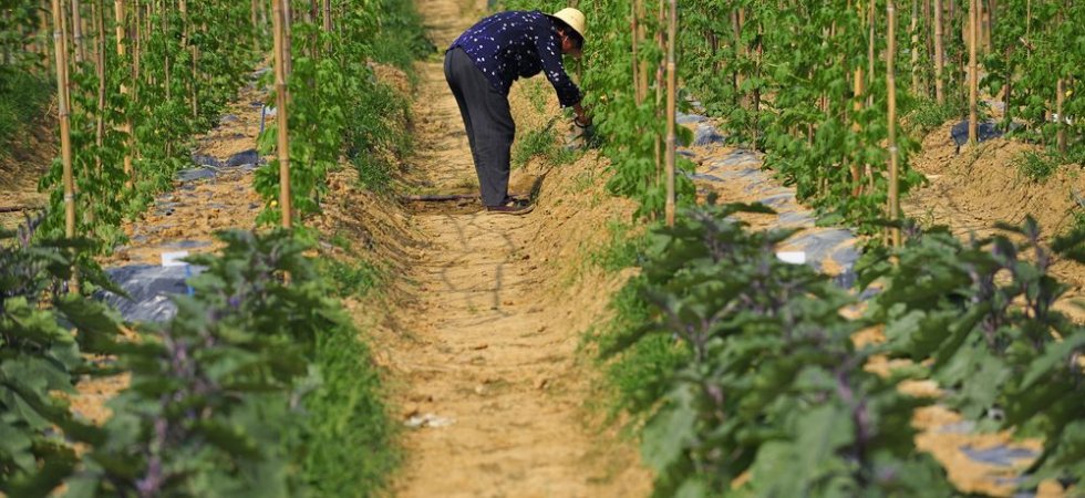 Vilmorin & Cie : le marché cache sa joie