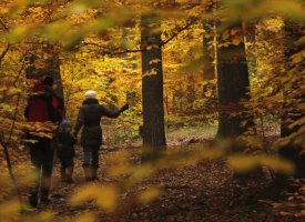 Groupement Forestier d'Investissement : de multiples atouts pour diversifier son patrimoine
