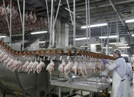 Des centaines de tonnes de poulet gorgé d'eau distribué aux associations
