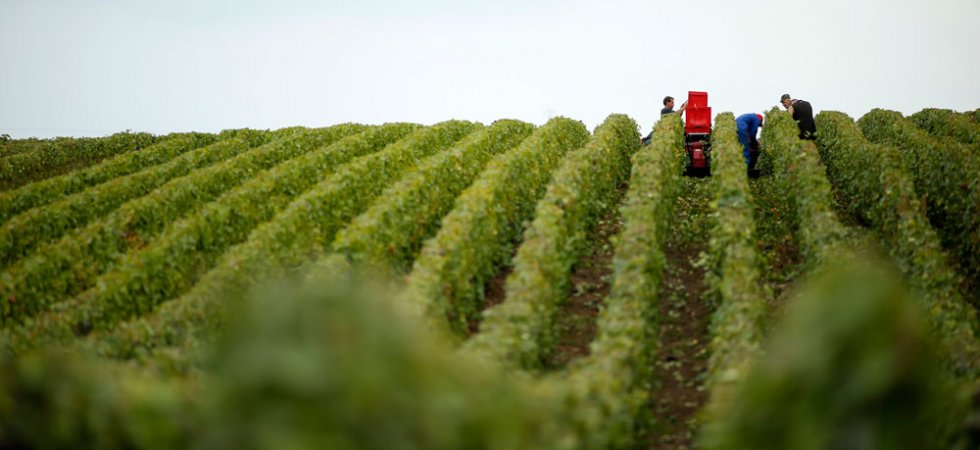 Gel : déjà 2 milliards d'euros de pertes pour les viticulteurs