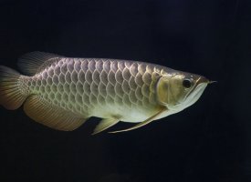 Plus de 80% des poissons vendus en France ne sont pas issus de la pêche durable