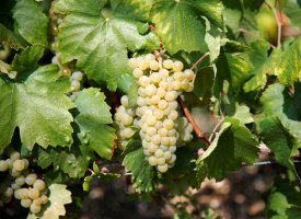 Viticulture : 80 millions d'euros d'aides supplémentaires