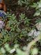 Quand Evenepoel a failli mourir sur le Tour de Lombardie