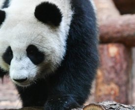 Mondial 2022 : La Chine offre des pandas géants au Qatar