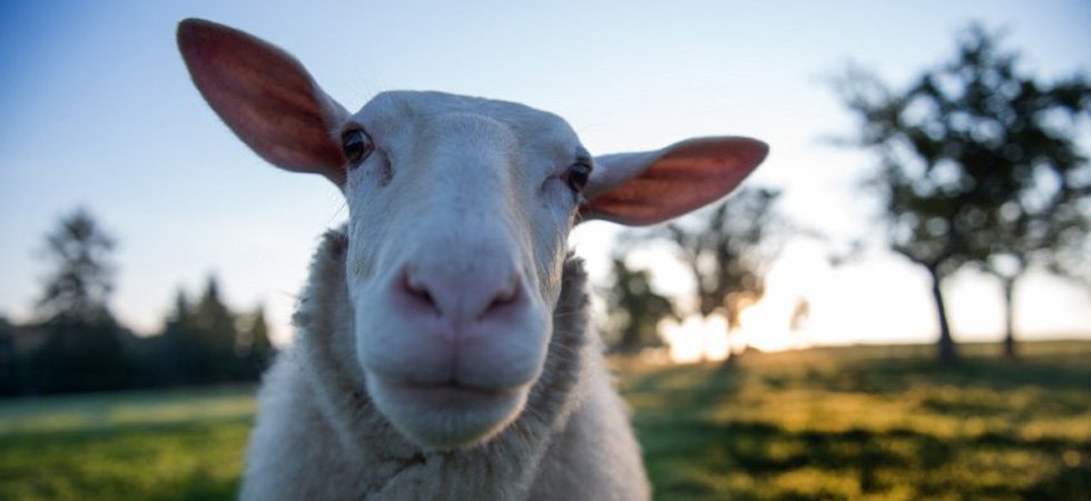 Nice : en plein Aïd, 82 moutons retrouvés dans le sous-sol d'un immeuble