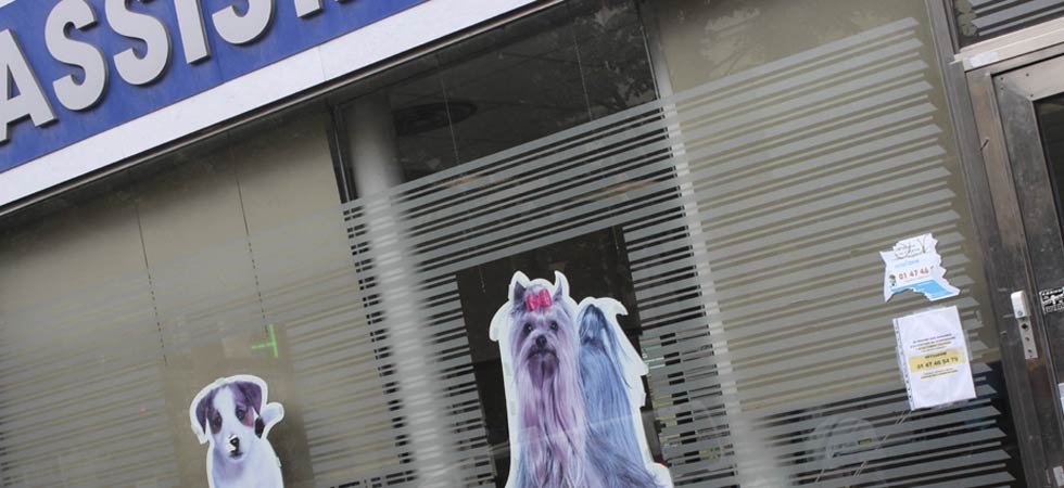 Il espérait que le vétérinaire "soulage" son chien, il le retrouve euthanasié