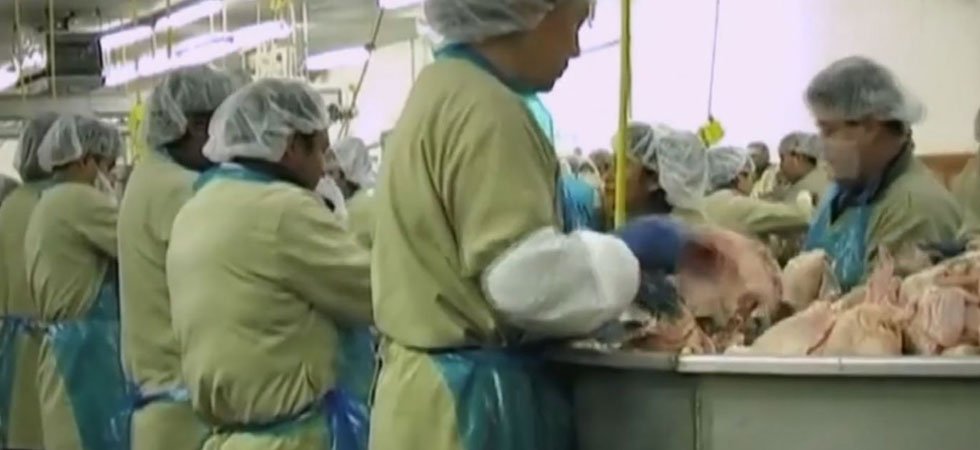 Des employés de l'industrie du poulet obligés de porter des couches pour suivre la cadence