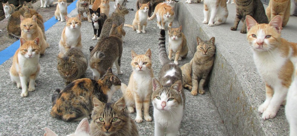 Manche : les chats errants envahissent le Mont-Saint-Michel