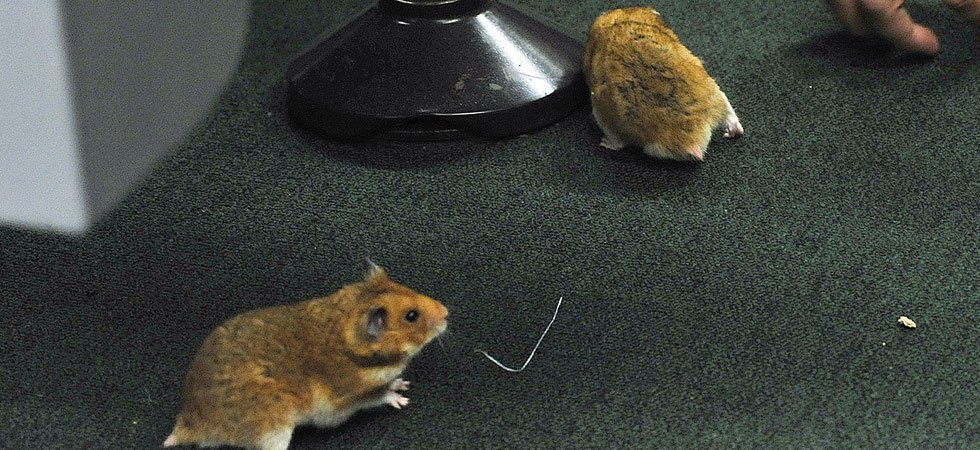 Marseille : une école maternelle fermée pour cause de rats