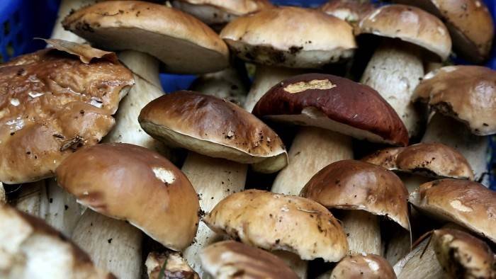 A fond sur le champignon