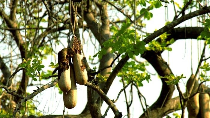 Afrique, les arbres de la vie