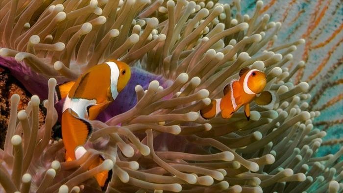 Alliances animales