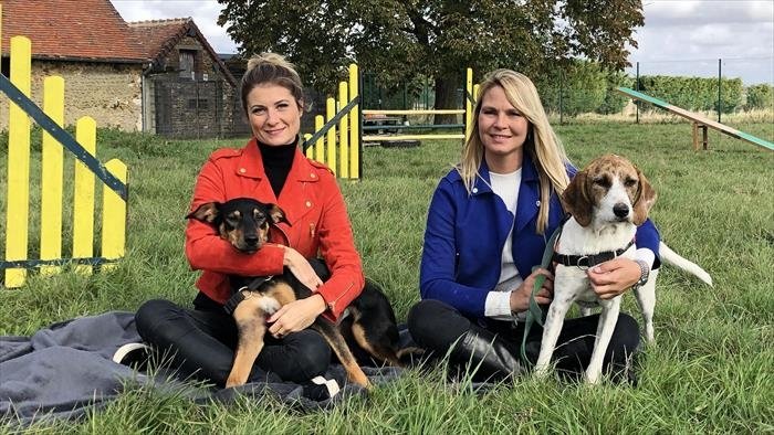 Animaux à adopter : nouvelle famille pour une nouvelle vie