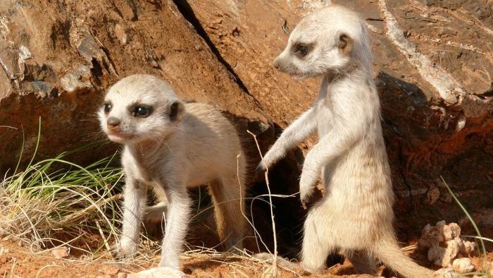 Animaux en demeure