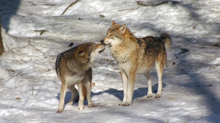 Au retour des loups