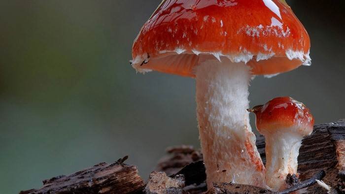 Au royaume des champignons