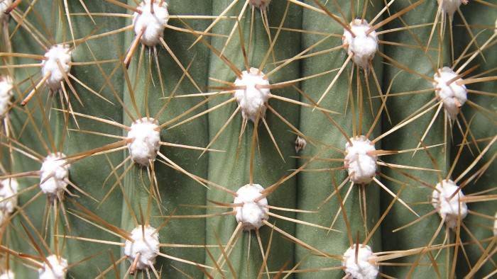 Au royaume des plantes