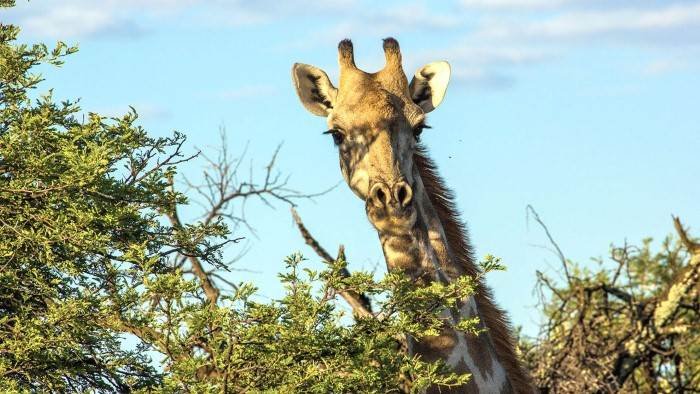 Au sommet de la girafe