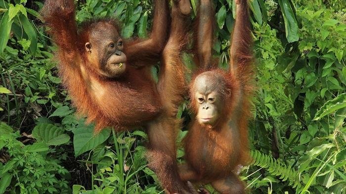 Bienvenue chez les orangs-outans