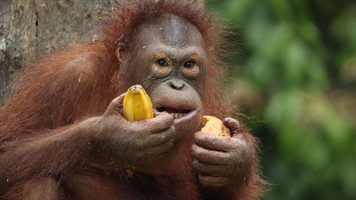 Bienvenue chez les orangs-outans