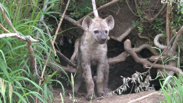 C'est Noël dans la savane