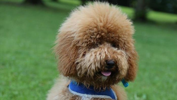 Chacun cherche son chien