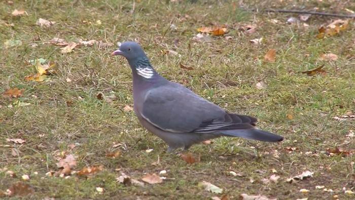 Chasse à la palombe en Sologne