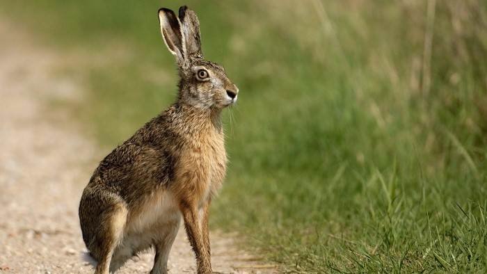 Chasse aux lièvres aux chiens courants dans le Cantal
