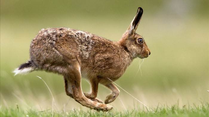 Chasse aux lièvres dans le Larzac