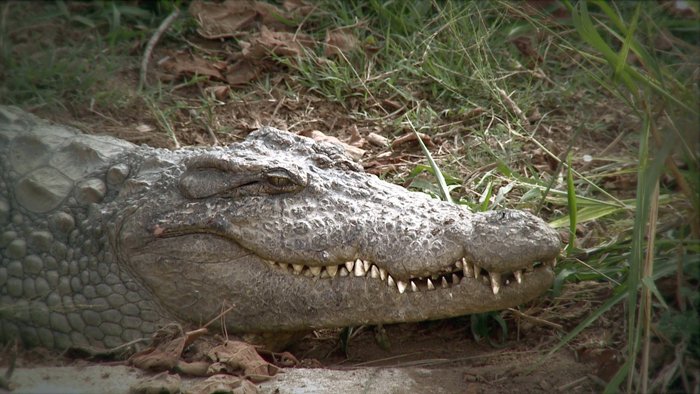 Dans l'oeil du croco
