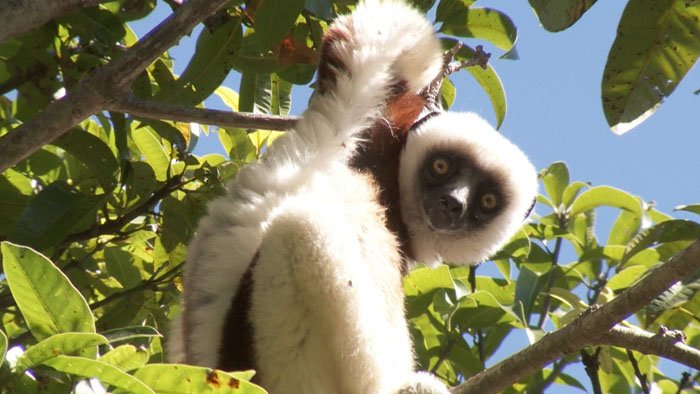 Dernière chance pour les lémuriens de Madagascar