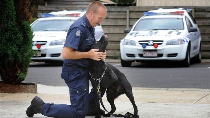 Détectives canins