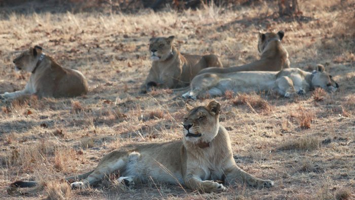 Devenir lion