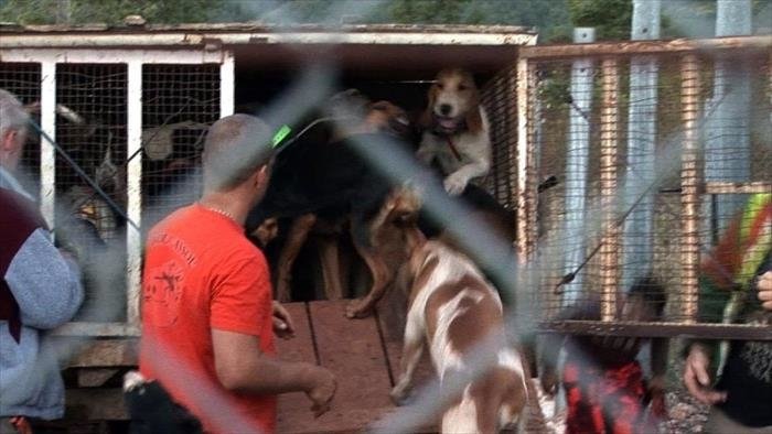 Entraînement de chiens sur sangliers